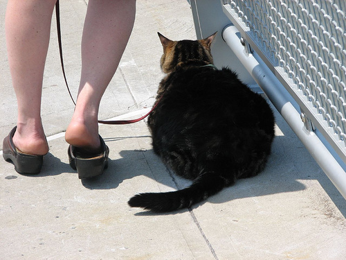 Cat on a Leash cat on a leash
