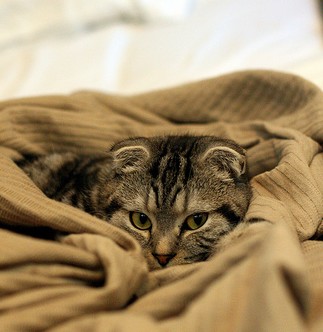 Scottish Fold Scottish Fold
