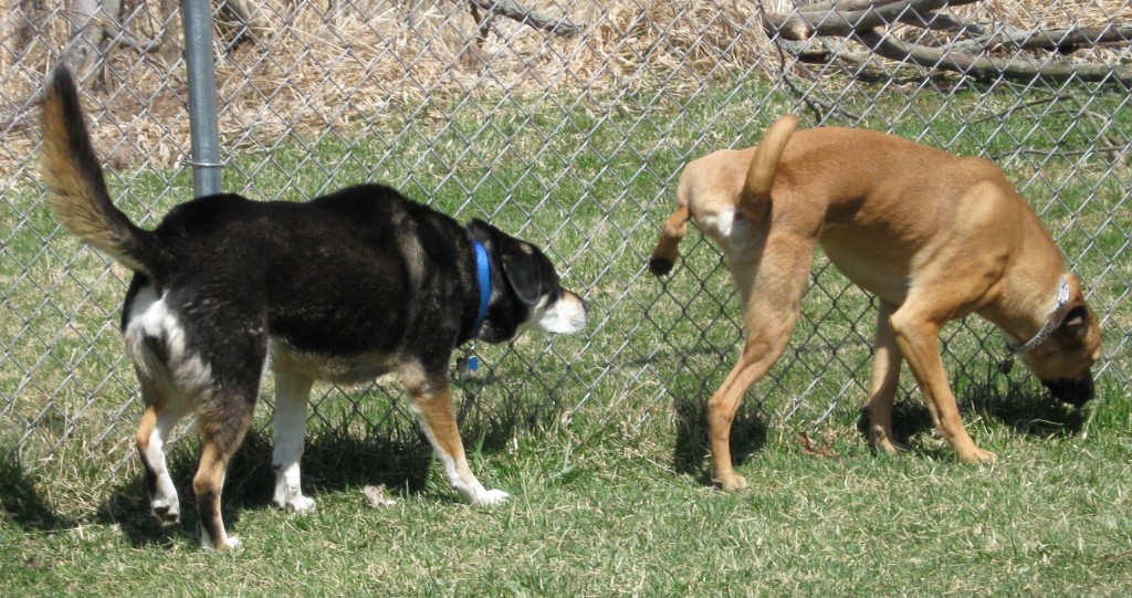 Dog Play Group at Tompkins County SPCA