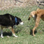 Dog Play Group at Tompkins County SPCA