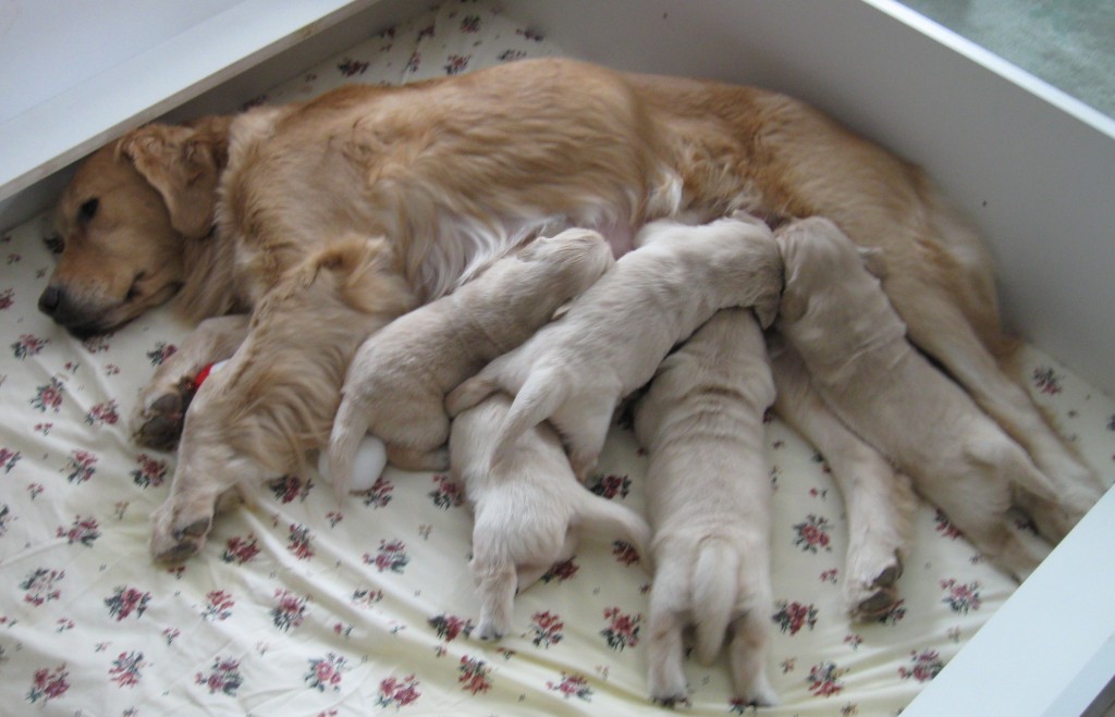 Golden Retriever and nursing puppies