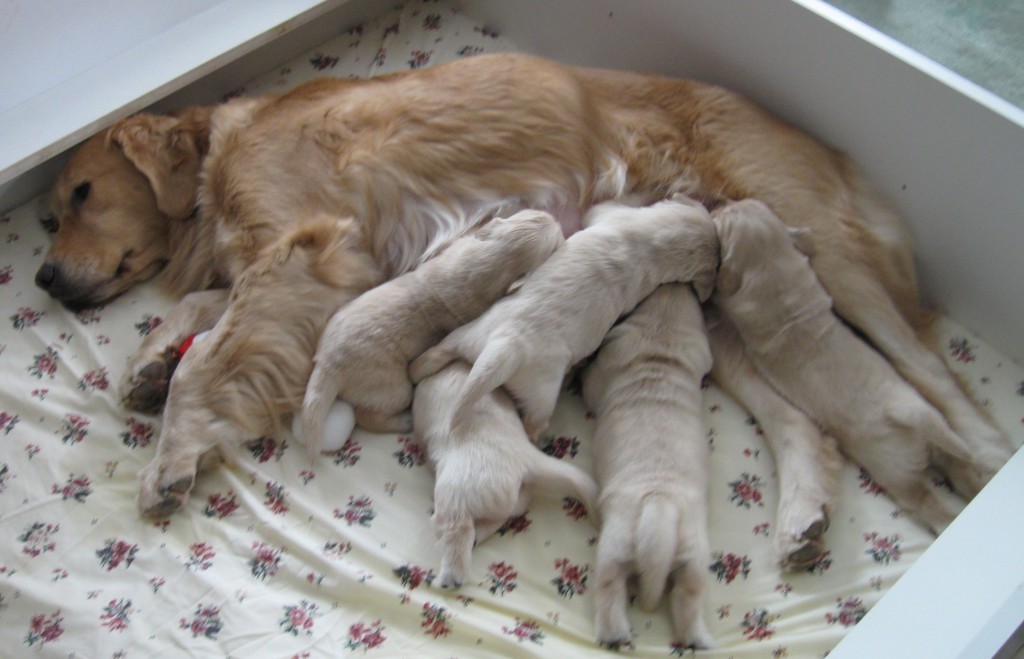 Mama Angel and Pups Golden Retriever and nursing puppies