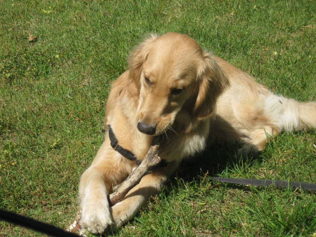 Honey with a stick Golden Retriever chewing a stick