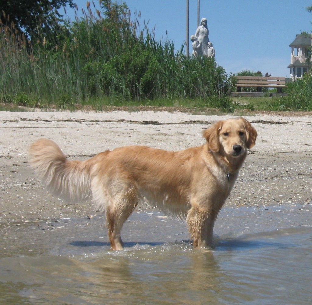 Golden Retriever at the beach