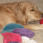 Golden Retriever with bright colored Kong and Toy.