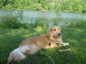 Golden Retriever lying on the grass