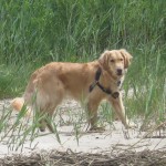 Golden Retriever on the beach