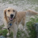 Smiling Golden Retriever