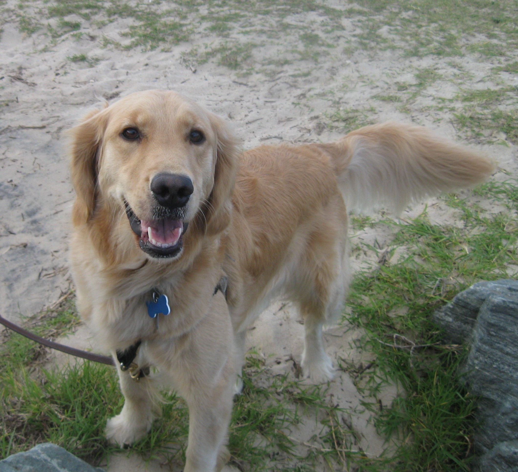 Smiling Golden Retriever