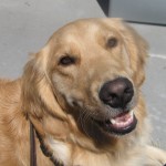 Golden Retriever close up