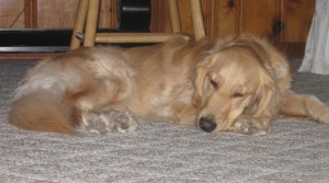 Golden Retriever 