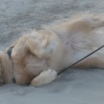 Golden retriever rolling on a sandy beach