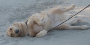 Honey rolling on the beach Golden retriever rolling on a sandy beach