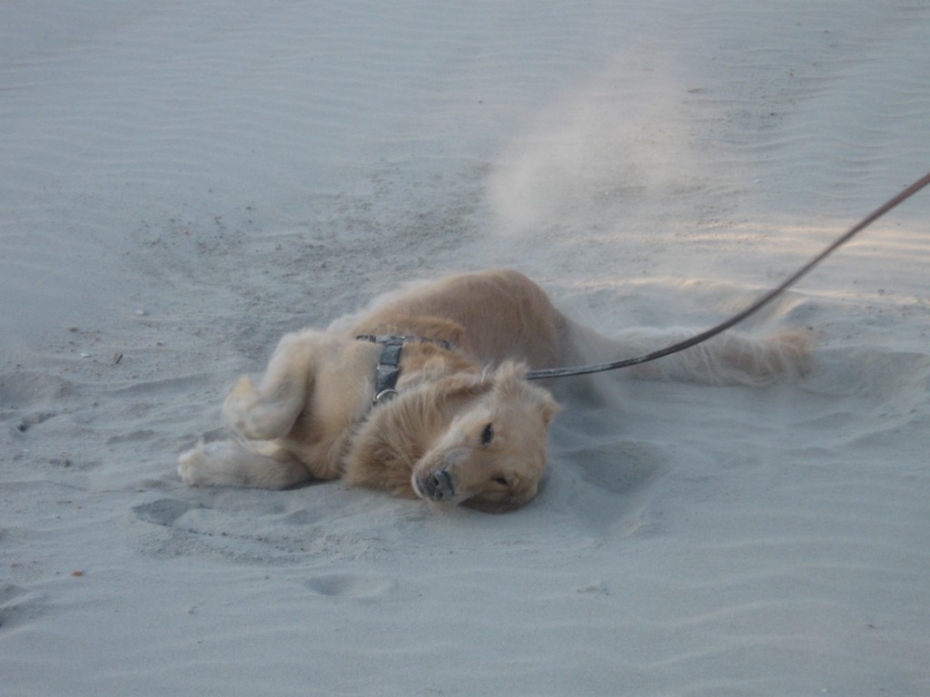Honey on the Beach golden retriever rolling in the sand