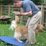 Golden Retriever and Wobble Board