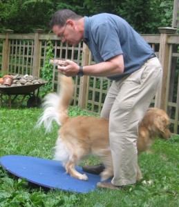 Golden Retriever and Wobble Board