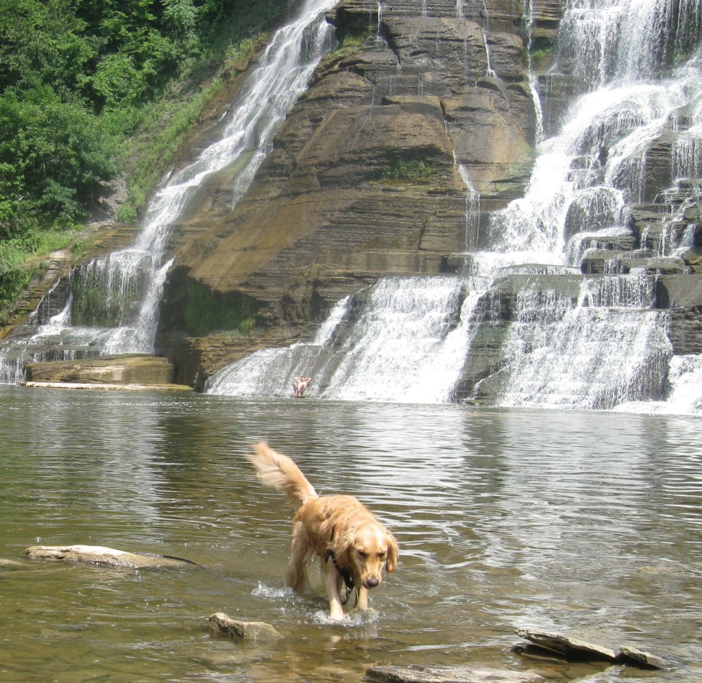 Golden Retriever wading at the base of Ithaca Falls