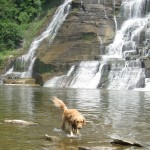 Golden Retriever wading at the base of Ithaca Falls