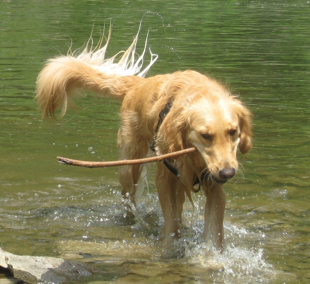 Golden Retriever fetching a stick from the creek.