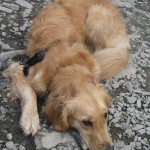 Golden Retriever lying on the rocky beach at Ithaca Falls.