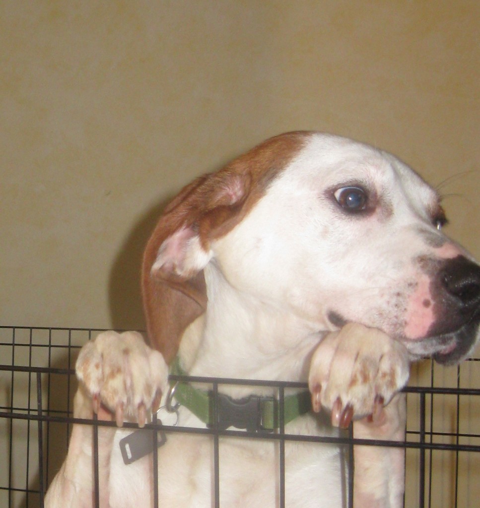 Mixed breed foster dog from Tompkins County SPCA