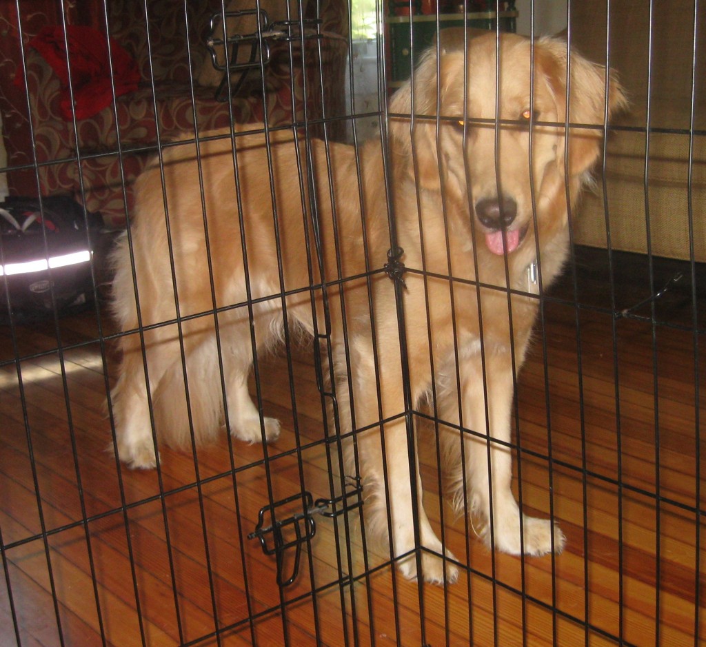 Golden Retriever 
