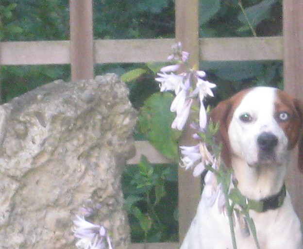 Rescue dog Cherie sits in the hostas