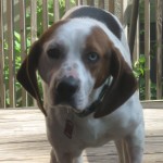 hound mix with one blue eye and one brown eye