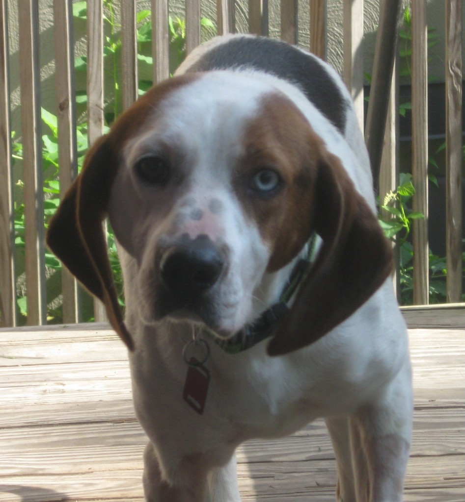 hound mix with one blue eye and one brown eye