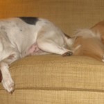 Hound mix and Golden Retriever lazing on a couch