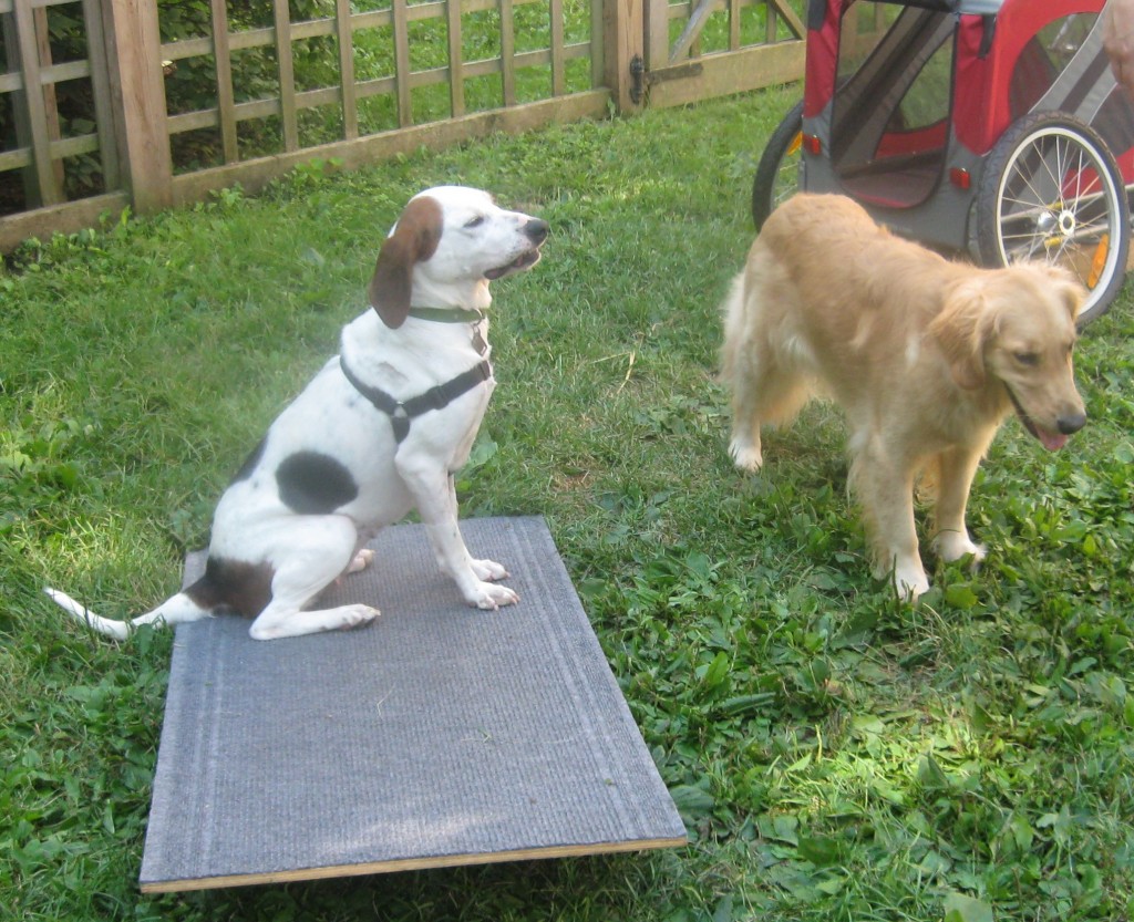 Hound mix standing on ramp near Golden Retriever