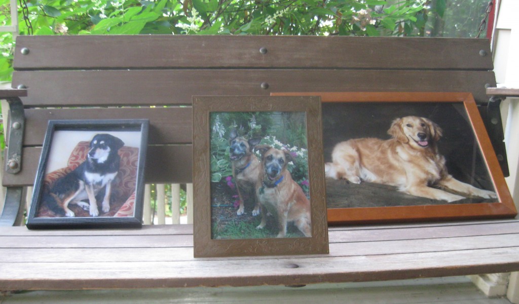 Portraits of Shadow, Agatha & Christie, and Honey Dog portraits