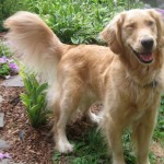 A Golden Retriever Winks