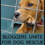 Bloggers Unite for Dog Rescue