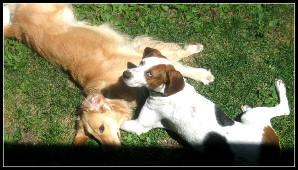 Hound Mix and Golden Retriever Playing