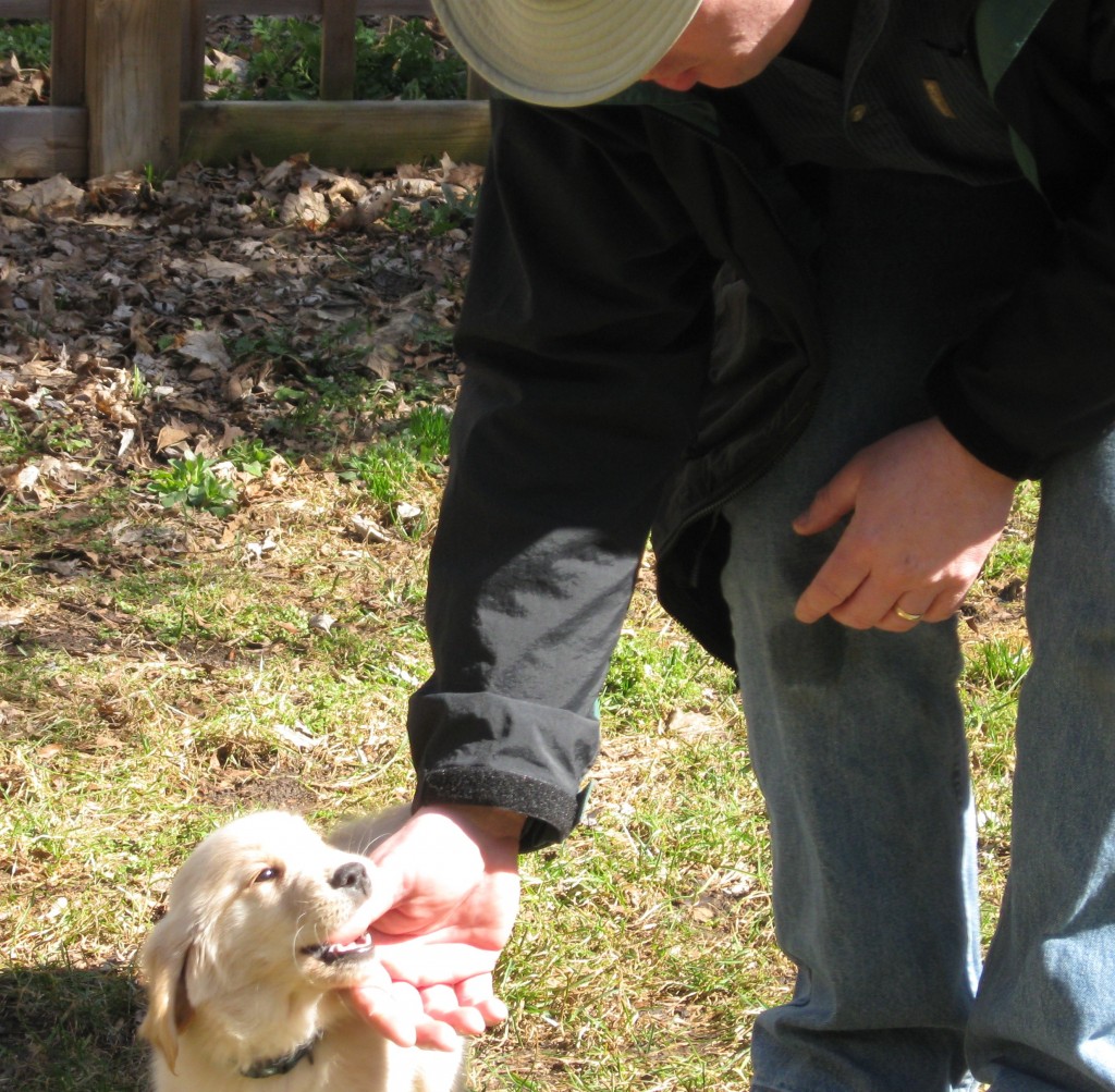 Biting Golden Retriever puppy