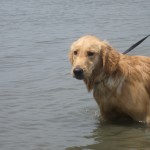 Golden Retriever at the beach