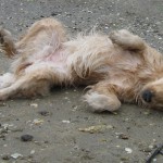 Golden retriever playing in the sand