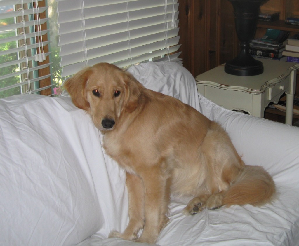 Golden Retriever on a couch