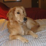Golden Retriever on bed in Sheraton