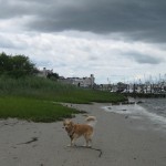 Golden Retriever on the beach