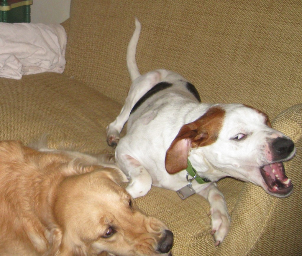 Hound Mix and Golden Retriever Playing