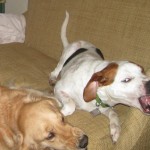 Hound Mix and Golden Retriever Playing
