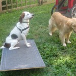 Hound Mix and Golden Retriever with agility equipment