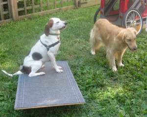 Hound Mix and Golden Retriever with agility equipment