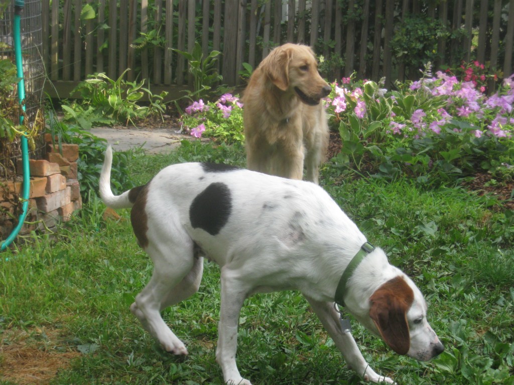 hound mix and golden retriever