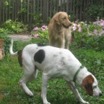 hound mix and golden retriever