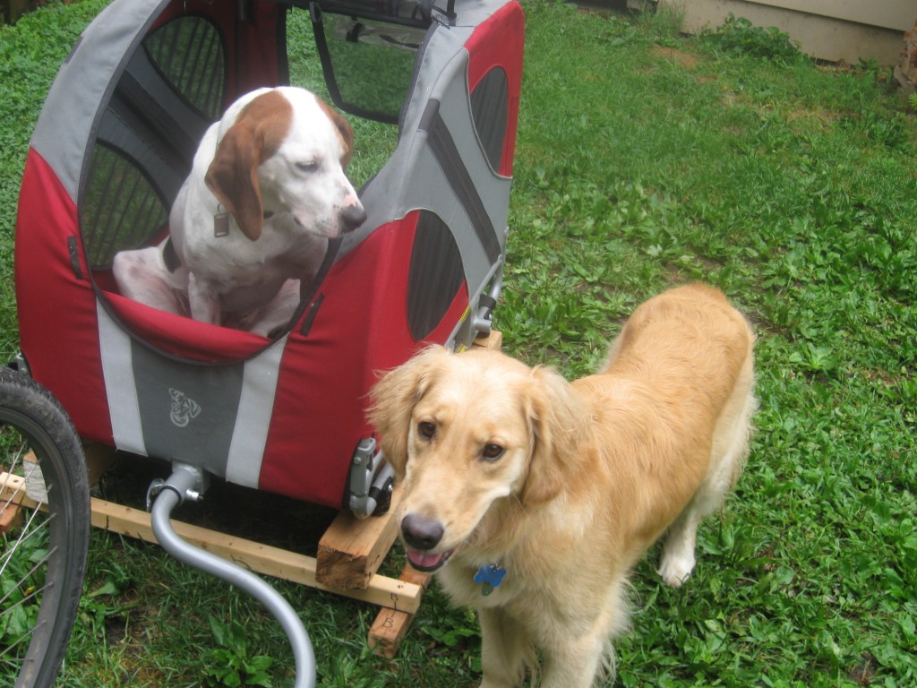 Hound Mix and Golden Retriever with Bicycle Cart