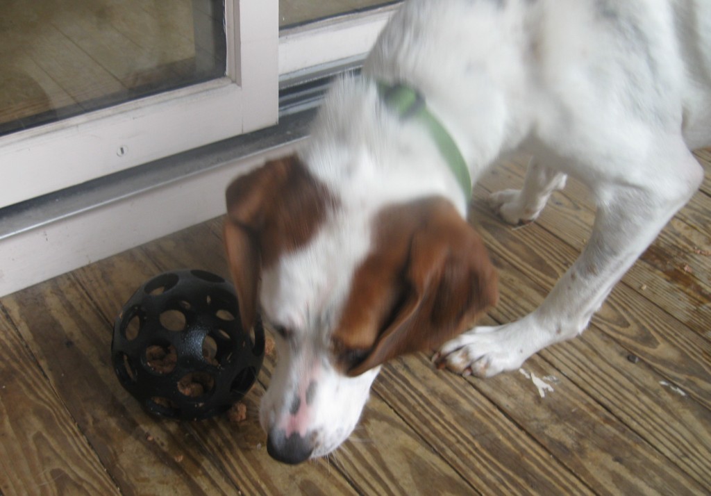 Hound Mix foster dog playing with a food toy