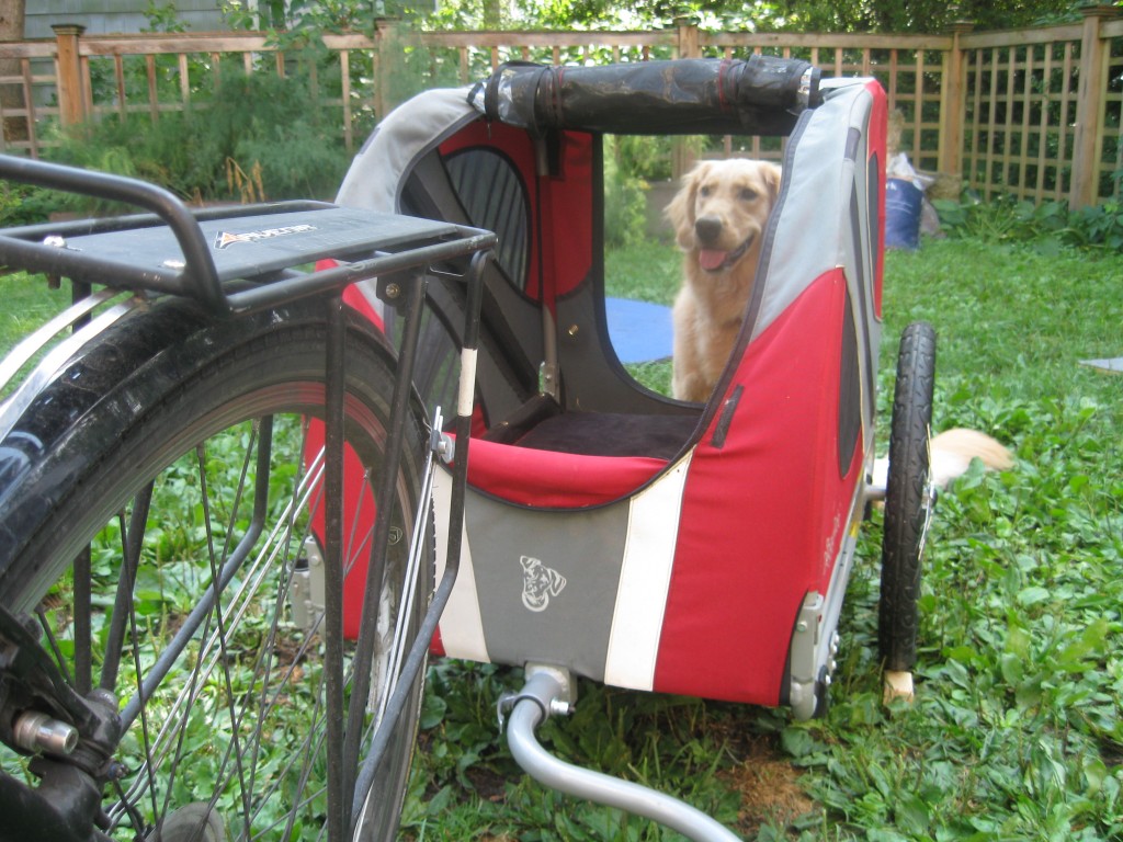 Golden Retriever and Doggy Ride Bicycle Cart